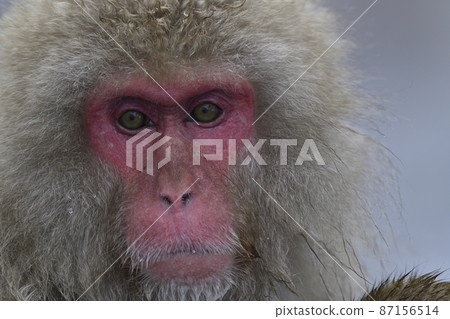 地獄谷野猿公苑 地獄谷公園 猴子 87156514