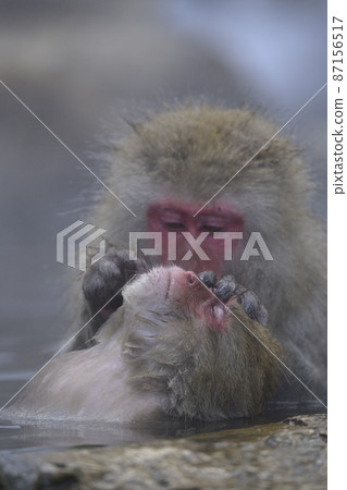 jigokudani yaen-koen, monkey, monkeys 87156517