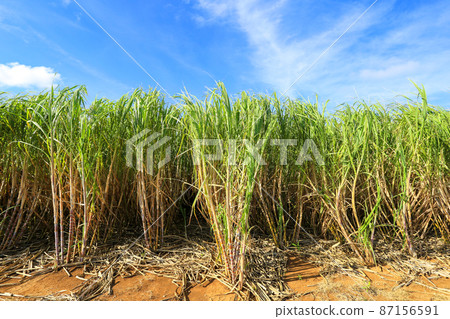 Okinawa scenery sugar cane field and blue sky 87156591
