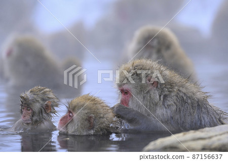 jigokudani yaen-koen, monkey, monkeys 87156637