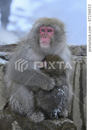 地獄谷野猿公苑 地獄谷公園 猴子 87156653