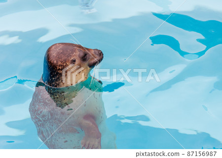 戈馬海豹 戈馬海豹 87156987