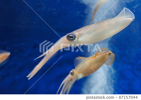 AOLIICA 87157044