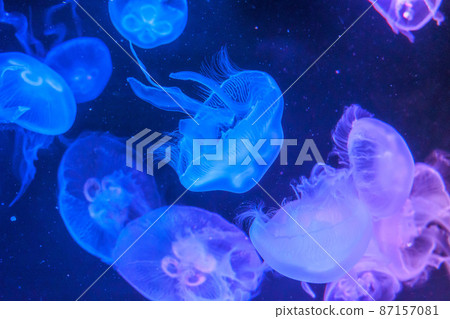 月亮水母 87157081