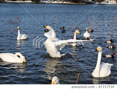 Niigata Prefecture Bentengata Scenic Park Swan 87157530