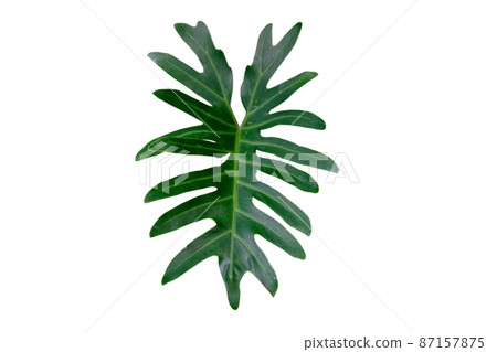 Single leaf of philodendron xanadu 87157875