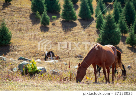 A herd of horses grazes on a mountain pasture in sunny day, copy space 87158025