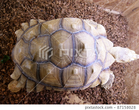 Up of the tortoise shell Up of the tortoise shell 87158028