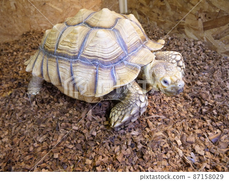 Tortoise walking on a husk chip 87158029