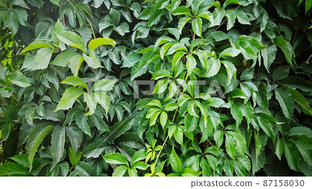 Large climbing plant shrub in the garden outdoors 87158030