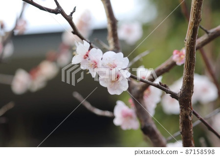 Spring coming Spring coming 87158598