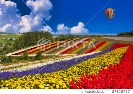 Beautiful flower field in Biei, a hill town 87158787
