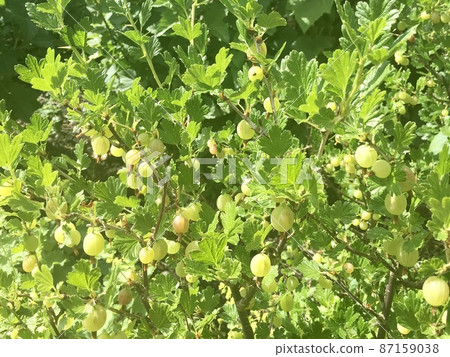 Gooseberry that grows in Satoyama in the early summer of the Lake District, England 87159038