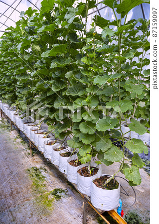 Green fresh organic melon farm inside greenhouse 87159097