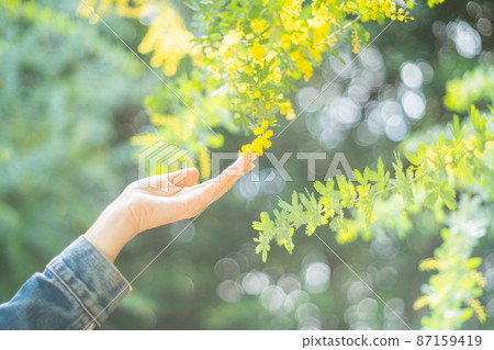 含羞草花 87159419