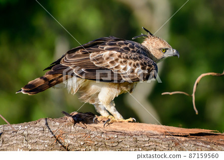 Crested hawk-eagle ready to take off from the tree branch, spotted in the Udawalawe national park safari in the evening. 87159560