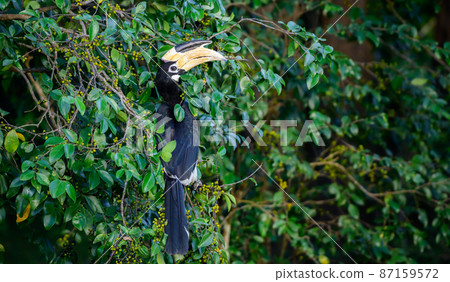 A beautiful Malabar hornbill bird with red eyes sits on a wild fruits tree in the dark. close up bird portraiture shot. Spotted in the Udawalawa national park. A beautiful Malabar hornbill bird with red eyes sits on a wild fruits tree in the dark. close up bird portraiture shot. Spotted in the Udawalawa national park. 87159572