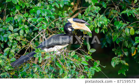 Hornbill bird eats wild fruits in the evening at Udawalawa forest. Beautiful red-eyed lesser pied hornbill bird close-up shot. Hornbill bird eats wild fruits in the evening at Udawalawa forest. Beautiful red-eyed lesser pied hornbill bird close-up shot. 87159573