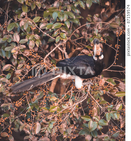 A beautiful Malabar hornbill bird with red eyes sits on a wild fruits tree in the dark. close up bird portraiture shot. Spotted in the Udawalawa national park. 87159574