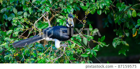 Malabar pied hornbill bird turns its head towards the camera, perched on a wild fruits tree in Udawalawa national park. Malabar pied hornbill bird turns its head towards the camera, perched on a wild fruits tree in Udawalawa national park. 87159575