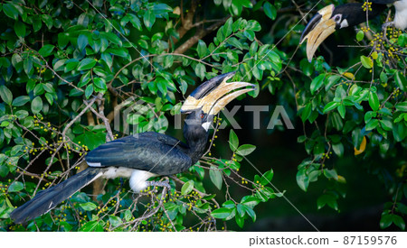 Malabar pied hornbill pair looking at each other while enjoying wild fruits on the tree. 87159576