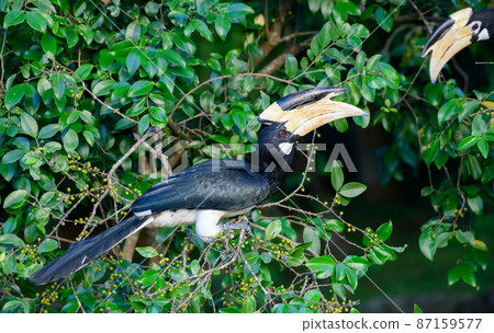 Pair of hornbill birds perch on the wild fruit tree for a tasty snack in the evening. Beautiful birds in natural conditions. Spotted in forests of Udawalawa, Sri Lanka. Pair of hornbill birds perch on the wild fruit tree for a tasty snack in the evening. Beautiful birds in natural conditions. Spotted in forests of Udawalawa, Sri Lanka. 87159577