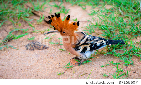Hoopoe foraging on the ground spotted in Udawalawe national park safari. Beautiful exotic bird close up photograph. Hoopoe foraging on the ground spotted in Udawalawe national park safari. Beautiful exotic bird close up photograph. 87159607