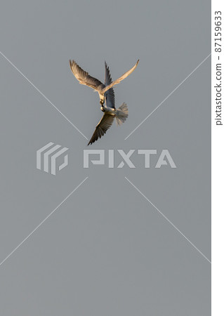 Two Whiskered tern birds fight in the mid-air, settling a dispute over a fish. fast-action photograph. 87159633