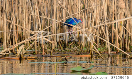 Colorful Grey-headed swamphen in the reeds, hunting in the marsh area near Yoda lake in Hambantota. 87159646