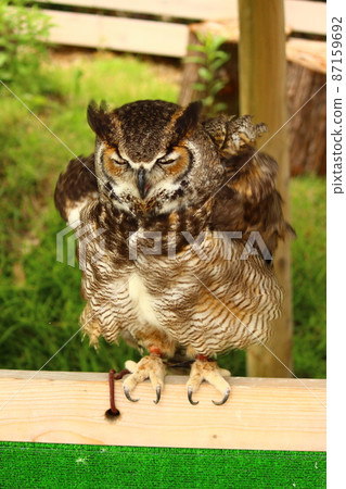 搖晃身體的大角鴞 搖晃身體的大角鴞 87159692
