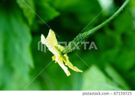 Botanical flowers Botanical flowers 87159725