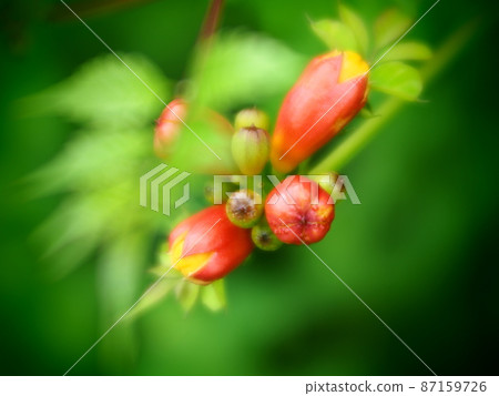 橙芽 87159726