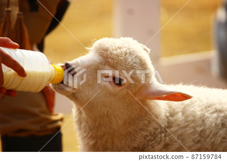 小羊喝牛奶 87159784