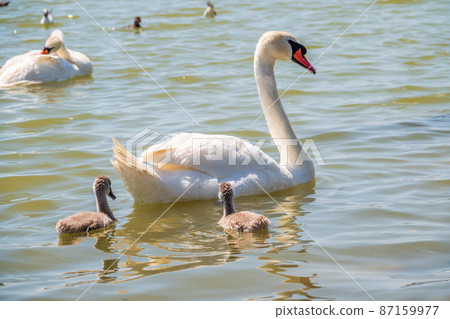 A female mute swan, Cygnus olor, swimming on a lake with its new born baby cygnets. Mute swan protects its small offspring. Gray, fluffy new born baby cygnets. 87159977