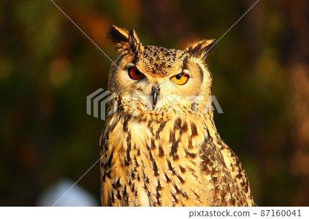 在黃昏的孟加拉雕鴞 在黃昏的孟加拉雕鴞 87160041