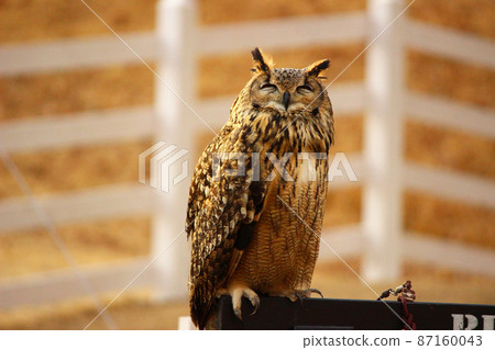 笑的孟加拉鷹貓頭鷹 笑的孟加拉鷹貓頭鷹 87160043