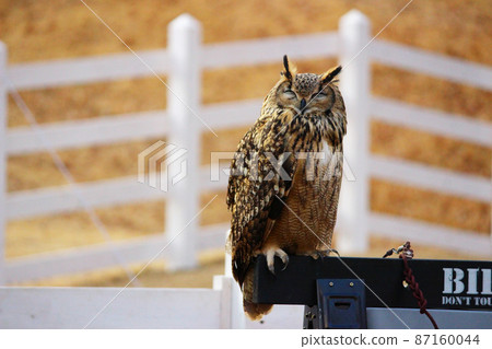 閉著眼睛的雕鴞 87160044