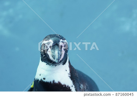對角線面對的企鵝 87160045