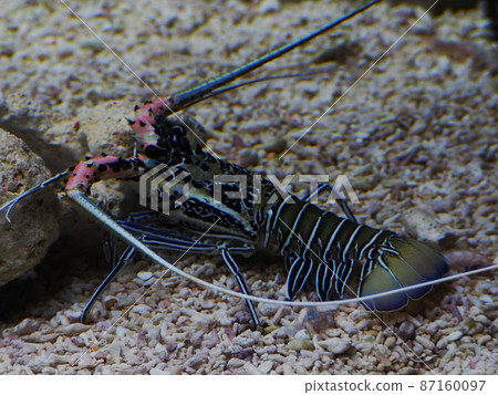 Goby shrimp Goby shrimp 87160097