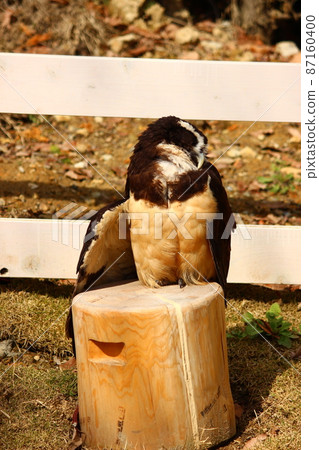 Spectacled owl perching on a log and grooming Spectacled owl perching on a log and grooming 87160400