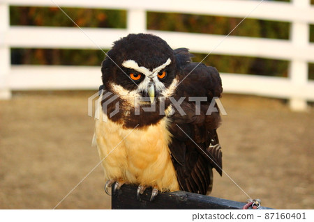 One spectacled owl outdoors One spectacled owl outdoors 87160401