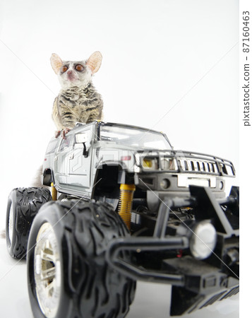 塞內加爾叢林嬰兒在車裡 87160463