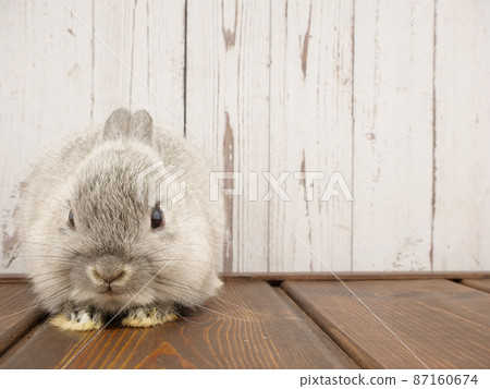Netherland Dwarf facing the front 87160674
