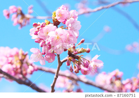 河津櫻花 河津櫻花 87160751