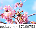 河津櫻花 87160752