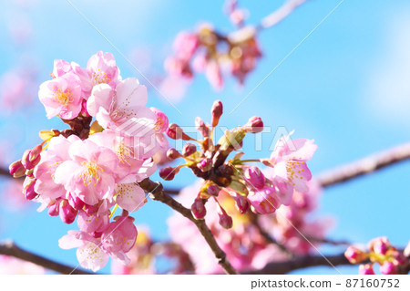 河津櫻花 河津櫻花 87160752