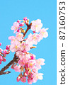 河津櫻花 87160753