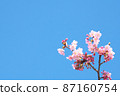 河津櫻花 87160754