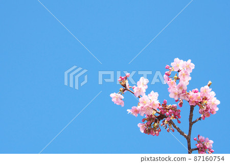 河津櫻花 河津櫻花 87160754