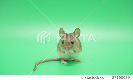 Mouse standing in front of the camera Mouse standing in front of the camera 87160929